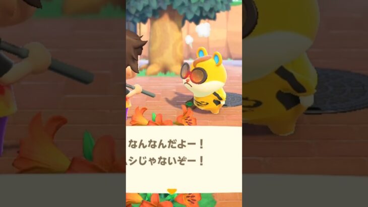 【あつ森】ハムスケを怒らせてみたwww #shorts #あつ森