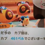 【あつ森】カブ価461＿チャンネル登録、高評価お願いします。
