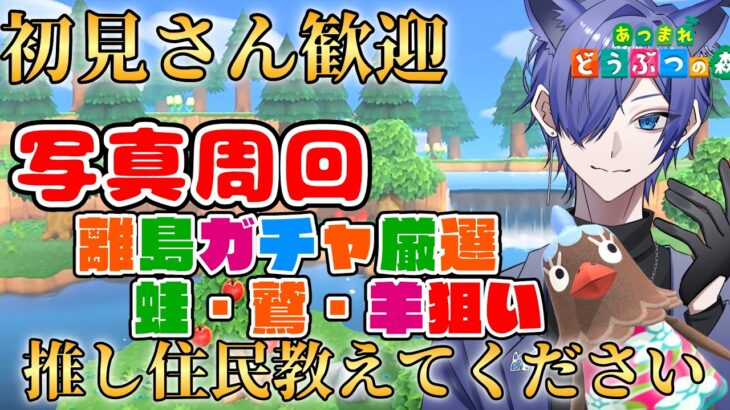【#あつ森配信  】5分だけ配信見ませんか！最大30連離島ガチャ写真周回配信！ #246 #あつまれどうぶつの森  #雑談配信