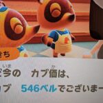【あつ森】カブ価546＿チャンネル登録、高評価で参加、往復OK！