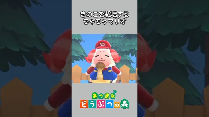 【あつ森】きのこ栽培をするマリオに扮したちゃちゃまる🍄パワーアップきのこで立派に成長して、きのこ栽培大成功✨【あつまれどうぶつの森】【どうぶつの森】【ACNH】 #short
