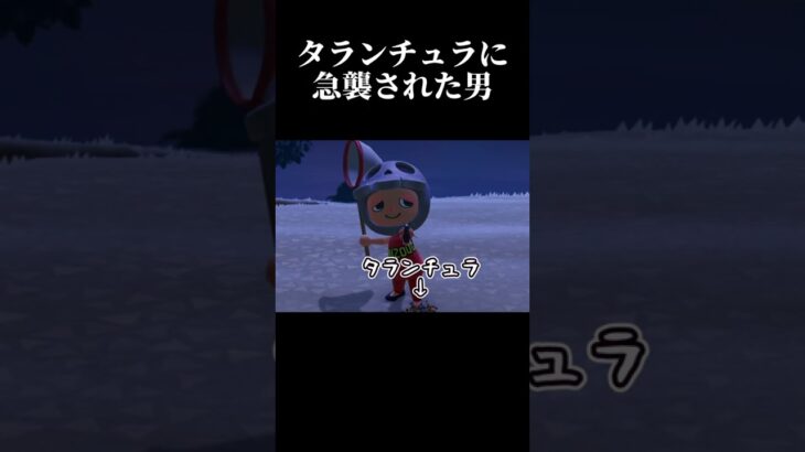 【あつ森】星に願いを。タランチュラ島で金稼ぎ【Switch2】