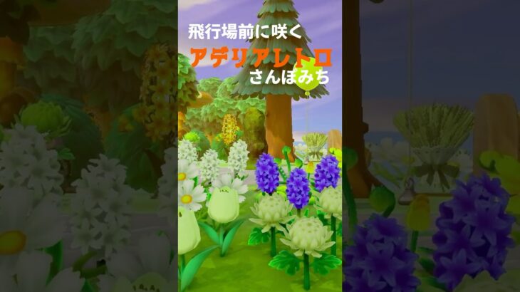 【あつ森】アデリアレトロが咲くさんぽみち #acnh #animalcrossing #あつ森 #ゆっくりにっき #島クリエイト #アデリアレトロ #shorts