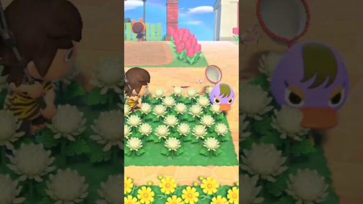 【あつ森】スミモモ許さん…💢　#shorts #あつ森
