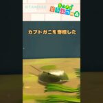 【あつ森小ネタ】カブトガニ、なんで…？　#shorts #あつ森 #あつまれどうぶつの森