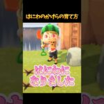 意外と知らない？はにわのかけらの育て方 #あつ森 #あつまれどうぶつの森 #shorts