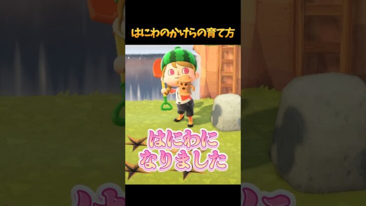 意外と知らない？はにわのかけらの育て方 #あつ森 #あつまれどうぶつの森 #shorts