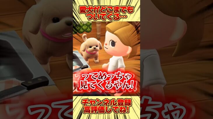 愛犬がどこまでもついてくるけど、、 #あつ森 #あつまれどうぶつの森 #shorts