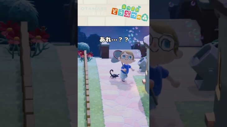 【あつ森小ネタ】サソリと散歩…？　#shorts #あつ森 #あつまれどうぶつの森 #animalcrossing