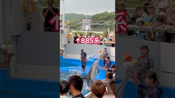 #鉄道 #train #jr九州 #電車 #特急 #ソニック #水族館 #あつ森 #うみたまご