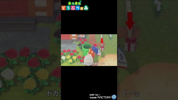 【あつ森】プレゼントのドカンからの脱出!?