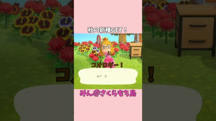 【あつ森】秋の虫捕りツアー！みんなはもう捕まえた？🍂