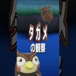 【あつ森】タガメの観察🪓