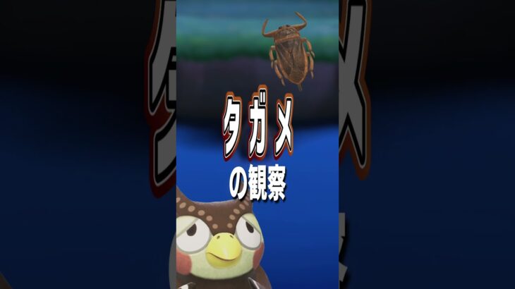 【あつ森】タガメの観察🪓