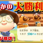 【あつ森】カブ活リベンジで大儲け！一体いくら稼げた！？【あつまれどうぶつの森】