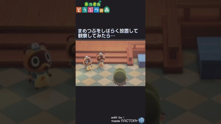 【あつ森】まめつぶ観察