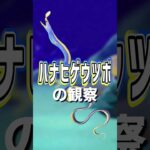 【あつ森】ハナヒゲウツボの観察🐠