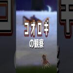 【あつ森】コオロギの観察