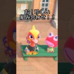 【あつ森】シャッターチャンス！！と、思ったらあの住民が…笑