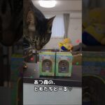 【あつ森】ともだちどーる♡
