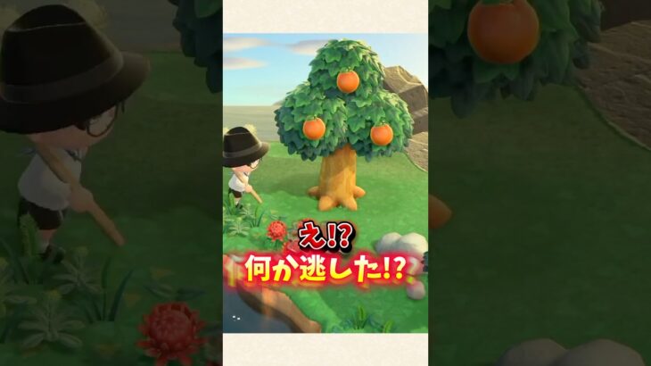【あつ森】とある歌のせいでレアな虫を逃したw【あつまれどうぶつの森】#shorts #あつ森