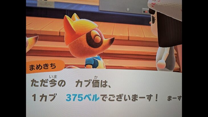 【あつ森】カブ価375＿チャンネル登録、高評価お願いします。