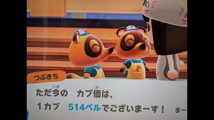 【あつ森】カブ価514＿チャンネル登録、高評価お願いします。