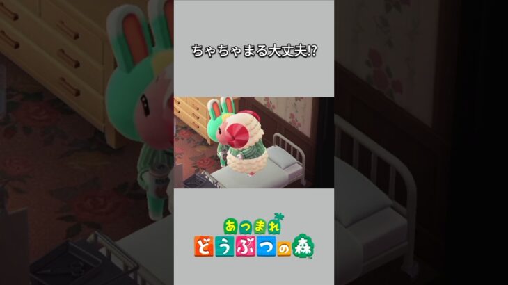 【あつ森】ベッドで寝ていたちゃちゃまるが突然起き上がって･･･ミッチェルもびっくり！？😳【あつまれどうぶつの森】【どうぶつの森】【ACNH】 #short
