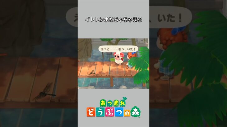 【あつ森】博物館でイトトンボを観察する、ちゃちゃまるまる。【あつまれどうぶつの森】【どうぶつの森】【ACNH】 #short