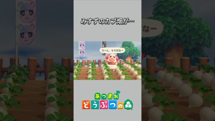 【あつ森】みすずのカブ畑に、ちゃちゃまるが肥料をあげたら、まさかの全滅😳みすず激怒しちゃった😂【あつまれどうぶつの森】【どうぶつの森】【ACNH】 #short