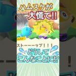 ハムスケ衝撃!!何があった⁉【あつ森】 #Shorts #あつ森