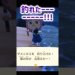 【あつ森】レア魚デメニギスを釣った！！#あつまれどうぶつの森 #animalcrossing