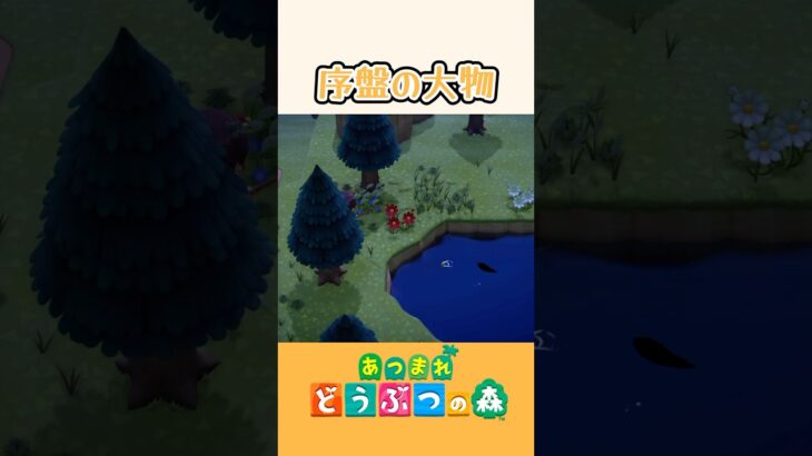 【偶然】ちょっとレアな魚？ #あつ森 #あつまれどうぶつの森 #animalcrossing #ほのぼの #ほのげ #shorts