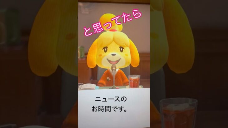 【あつ森】ころもがえ #あつまれどうぶつの森 #あつ森 #あつ森ショート #あつ森switch #あつ森初心者 #衣替え