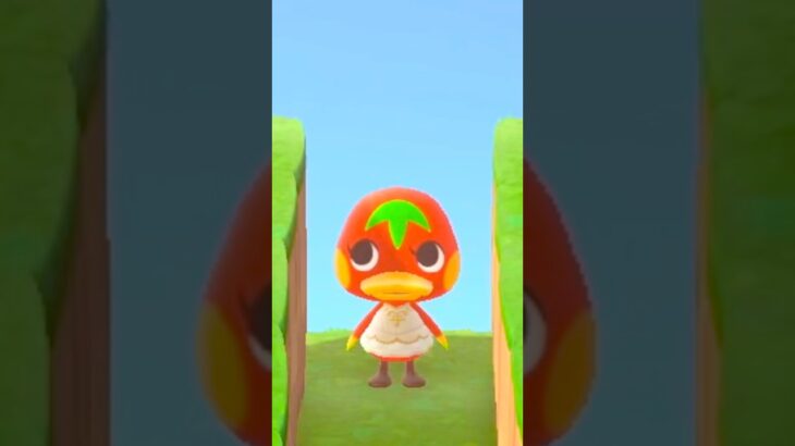 【あつ森】ケチャップ参上！