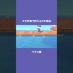 【あつ森】魚のまきエサ何個で釣れるのか！　マグロ編