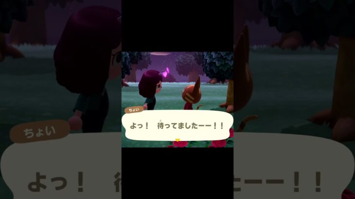 【あつ森】ちょいと花火大会🎆🐱「よっ！待ってましたーー！」
