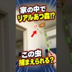 リ。-リアルあつ森について-